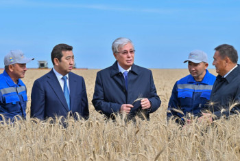 Фотография к новости: Ақмола облысындағы егін даласы: Биылғы науқанның табысты қадамдары