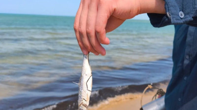 Атырауда браконьерлерге 21 миллион теңгеден астам айыппұл салынды