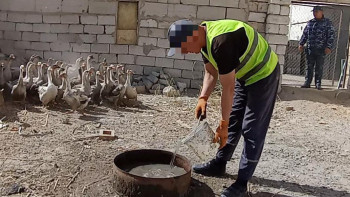 Фотография к новости: Түрмедегі жаңа кәсіп: сотталғандар құс шаруашылығын өркендетуде