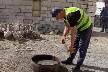 Фотография к новости: Түрмедегі жаңа кәсіп: сотталғандар құс шаруашылығын өркендетуде