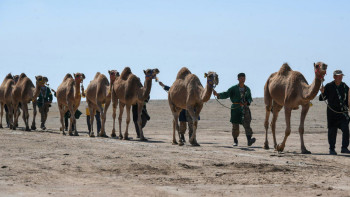 Фотография к новости: Рекорд: Алматы облысында әлемдегі ең үлкен түйе керуені өтті