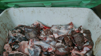 Фотография к новости: Қарағанды облысында браконьерлердің көлігінен бұғы мен киік еті табылды