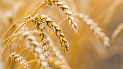 Қазақстанда биылғы астық көлемі 24 млн тоннаға жетеді