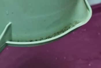 Фотография к новости: Қоқыс, көгерген иіс пен кір: Алматыдағы мектеп асханасы ата-аналарды шошытты