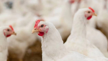 Фотография к новости: Биыл Қазақстанда бес құс фабрикасы іске қосылады