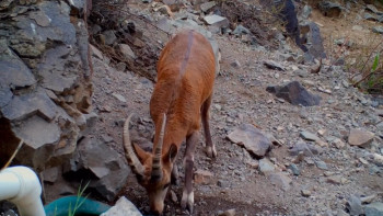 Фотография к новости: Алтын-Емелде сирек кездесетін жануарлар фототұзаққа түсіп қалды