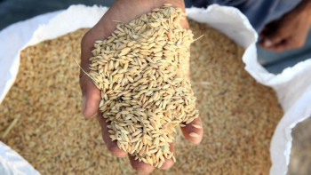 Фотография к новости: Қазақстан астық экспортына қолдау көрсетуді 2026 жылға дейін ұзартты