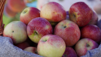 Фотография к новости: Қазақстанда "Апорт" алмасының сортын қайта жаңғырту қолға алынды