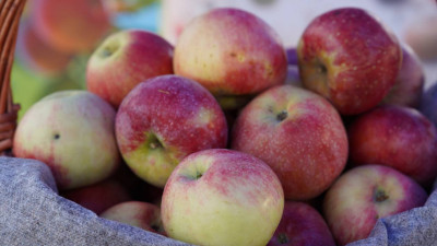 Қазақстанда "Апорт" алмасының сортын қайта жаңғырту қолға алынды