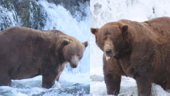 Фотография к новости: Аляска ең семіз аюды іздеп жатыр