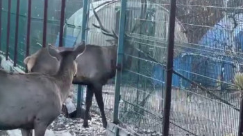 Фотография к новости: Бұғы зообақ қызметкерін таптап өлтірді