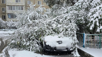 Қостанайда қарлы дауыл: ауыр қар мен жаңбырдан бірнеше көлік ағаш астында қалды
