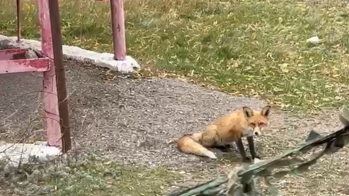  видеодан скриншот