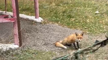 Фотография к новости: Баянауыл: Адамнан қорықпайтын түлкі жұртты таңғалдырды