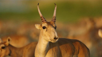 Фотография к новости: 17 мың киік мүйізі тәркіленді: Браконьерлік әлі де тыйылмай тұр