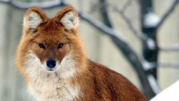 Фотография к новости: Қазақстанда қызыл қасқыр мен қар барысы жойылып кетуі мүмкін