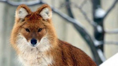 Қазақстанда қызыл қасқыр мен қар барысы жойылып кетуі мүмкін