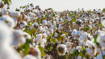 Фотография к новости: Түркістан мақтасы: Экспорттық әлеует пе, әлде шығынға толы шаруа ма?