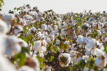 Фотография к новости: Түркістан мақтасы: Экспорттық әлеует пе, әлде шығынға толы шаруа ма?