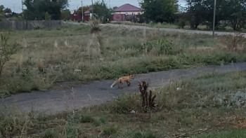 Фотография к новости: Абай облысында түлкі мен қабан қаптады: Шығынға батқан тұрғындар көмек сұрауда