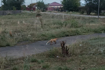 Фотография к новости: Абай облысында түлкі мен қабан қаптады: Шығынға батқан тұрғындар көмек сұрауда