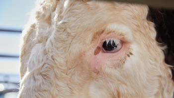 Фотография к новости: Елімізде жабайы аңды қолдан өсіруге рұқсат берілуі мүмкін