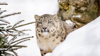 Фотография к новости: Қазақстанда қар барысының саны екі есе өсті
