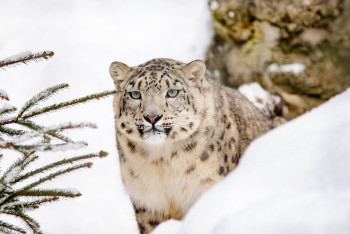 Фотография к новости: Қазақстанда қар барысының саны екі есе өсті