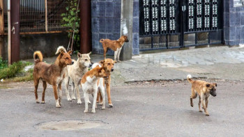 Фотография к новости: Алматы көшелеріндегі қаңғыбас иттер: мәселе шешімін таба ма?