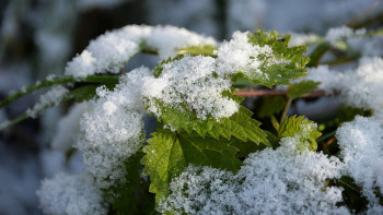 Фотография к новости: Қарағанды облысында алғашқы қар жауды