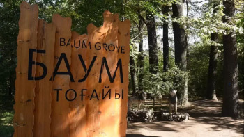 Фотография к новости: Алматыда 10 мыңнан астам ағашты кесіп тастамақ