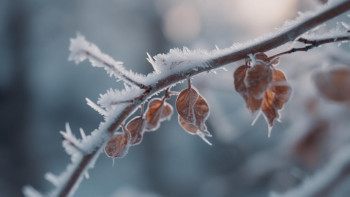 Фотография к новости: Аяз, қар, көктайғақ: синоптиктер 16 өңірде ескерту жариялады