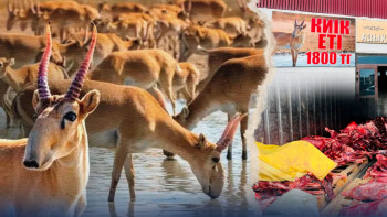 Фотография к новости: "Келісі 1800 теңге". Атырауда киік еті сатылып жатыр