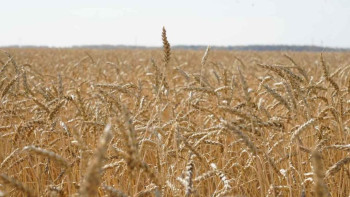 Фотография к новости: 2025 жылғы астық бағасы жарияланды