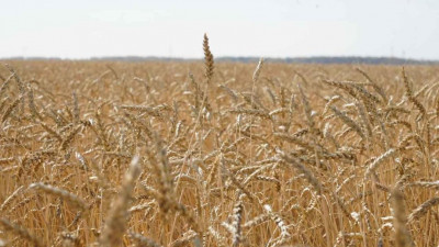 2025 жылғы астық бағасы жарияланды