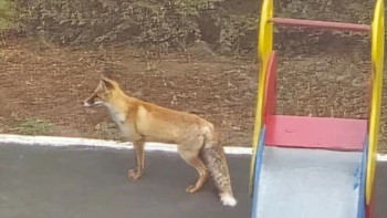 Фотография к новости: Астананың сол жағалауында тұрғындар түлкі байқады