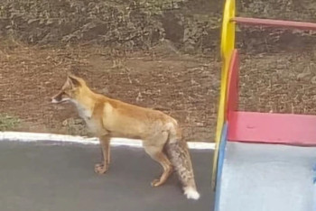 Фотография к новости: Астананың сол жағалауында тұрғындар түлкі байқады