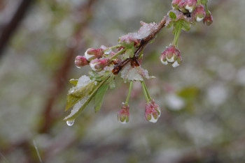 Фотография к новости: Аяз, көктайғақ, қатты жел: 13 өңірде дауылды ескерту жарияланды