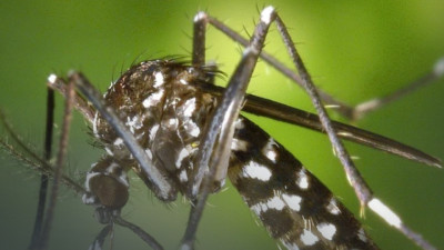 Ұлыбританияда қауіпті масалар анықталды