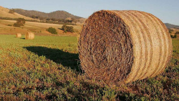 Фотография к новости: Қазақстанда 35 млн тонна мал азығы дайындалды