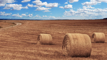 Фотография к новости: Атырау облысында мал азығына шекті баға бекітілді