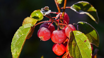 Фотография к новости: Қазақстанның шығысында күн күрт суытып, ауа температурасы –13°С-қа дейін төмендейді
