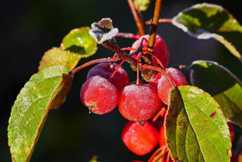 Фотография к новости: Қазақстанның шығысында күн күрт суытып, ауа температурасы –13°С-қа дейін төмендейді