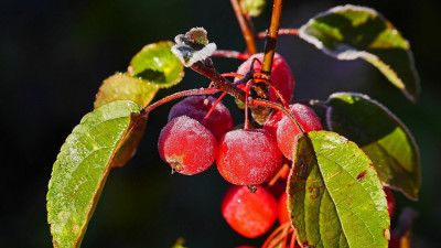 Қазақстанның шығысында күн күрт суытып, ауа температурасы –13°С-қа дейін төмендейді