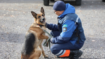 Фотография к новости: Құтқарушы иттер аттестациядан өтуді бастады