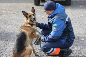Фотография к новости: Құтқарушы иттер аттестациядан өтуді бастады