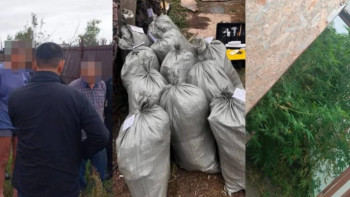 Фотография к новости: Рудныйда марихуана өсірген тұрғын ұсталды