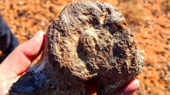 Фотография к новости: Қызылорда облысынан динозаврдың сүйегі табылды