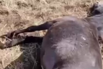 Фотография к новости: Қарағандылық фермер 17 жылқыны атып тастады