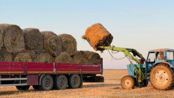 Фотография к новости: Қазақстанда 36 млн тонна мал азығы дайындалды